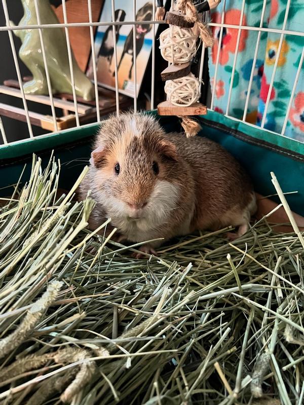 Loving his hay!