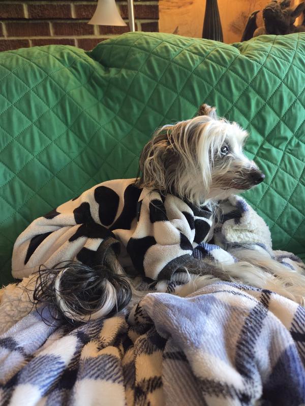 My 13 year old Chinese crested