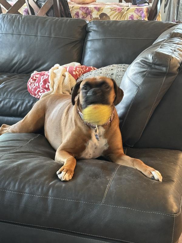 Maximus is a big silly rescue boxer who loves playing with his food and his toys he loves to see his chewy box arrive.