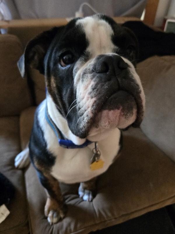 Sitting pretty for his treat