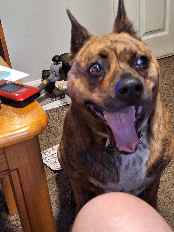 Bow wow bagel treat now