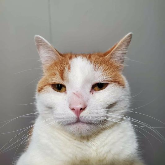 My cat will not eat this freezedried cat food rehydrated but loves it