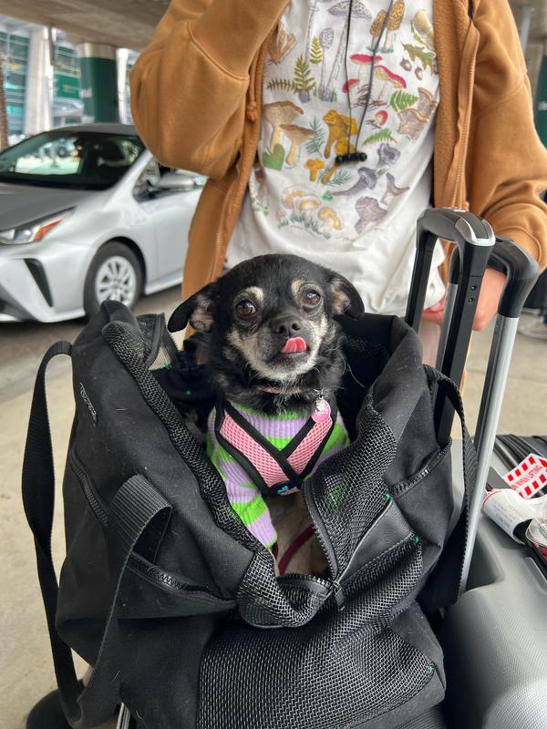 The harness can be adjusted to fit over much thicker sweaters, I just don’t have photos