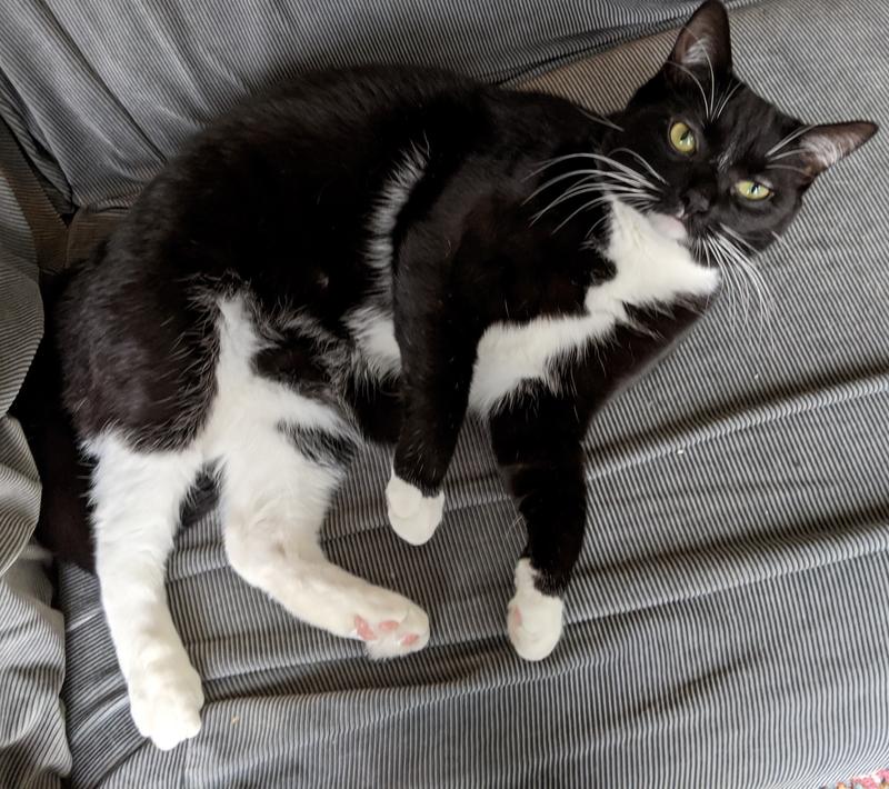 Bug our big tuxedo boy.