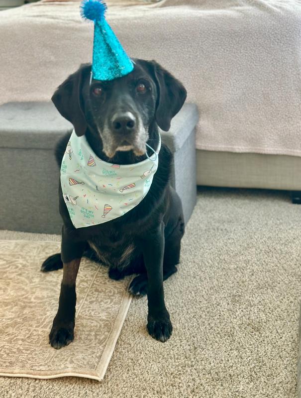 Onyx in his Gotcha Day bandana🖤