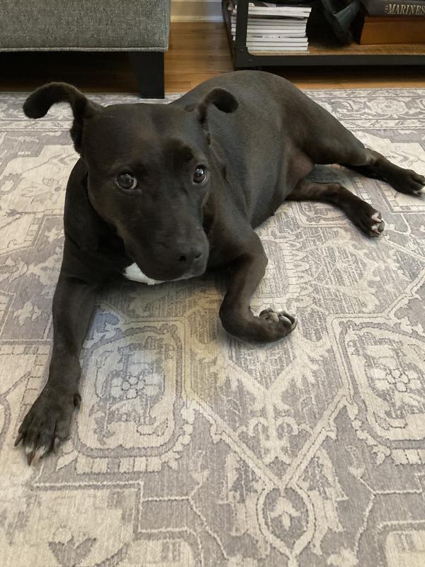 Living the good life…has us wrapped around her paw!
