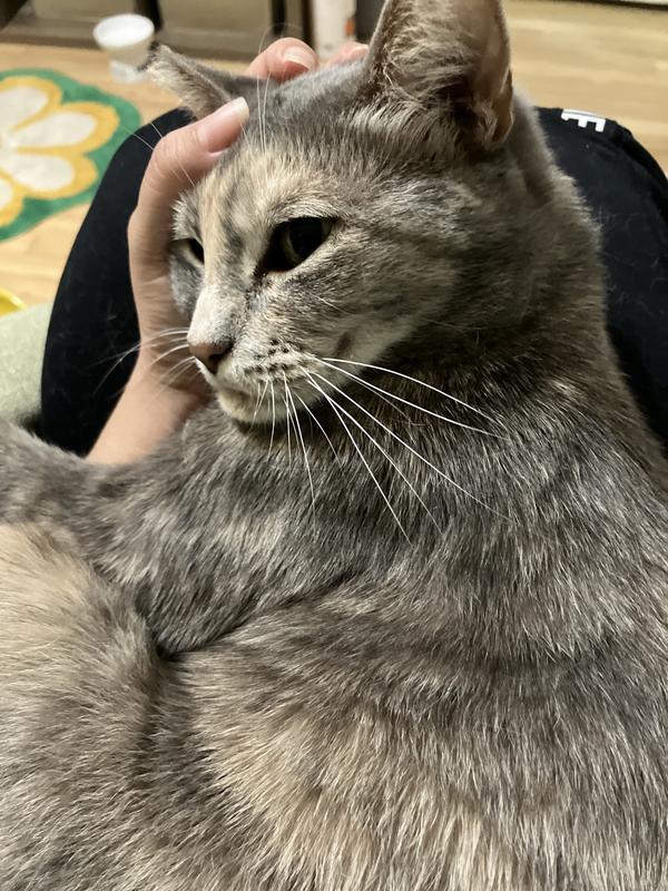 I don’t have a pic of her eating it but this is her happy after eating it 😻🌊