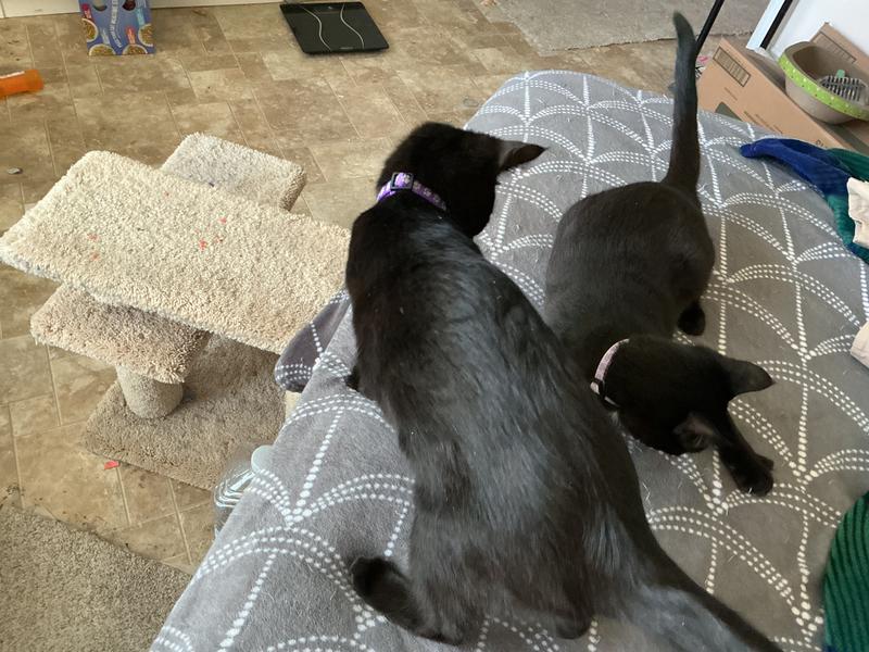 I know it’s here. She threw it just a second ago!