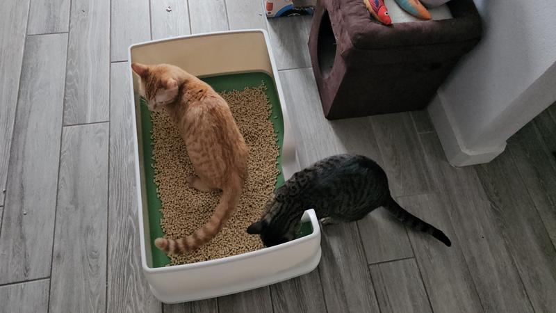 Mini also thinks it's a snack