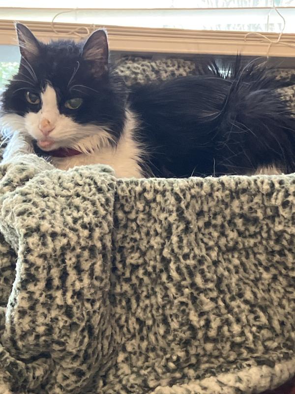 Bandit loves his heated bed.