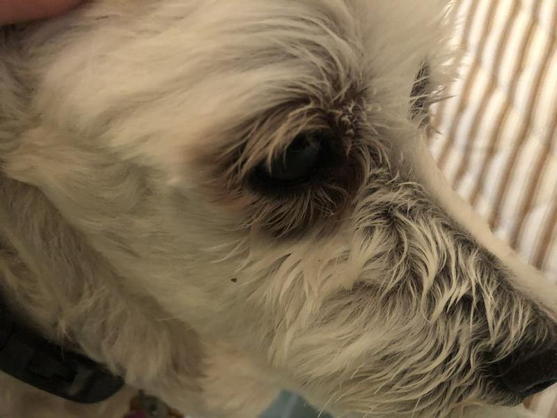 After using TropiClean