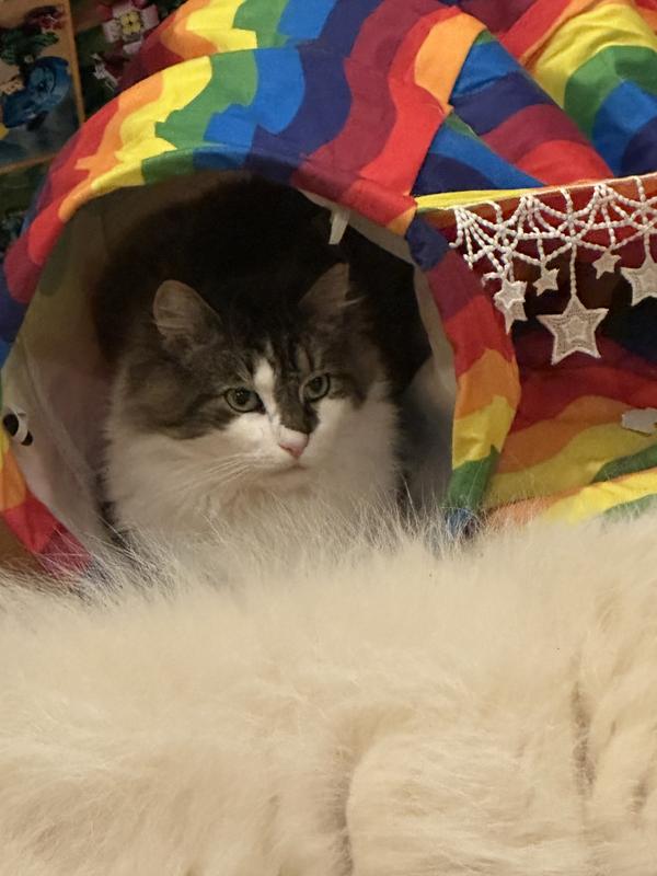 Lying in wait for an unwitting victim