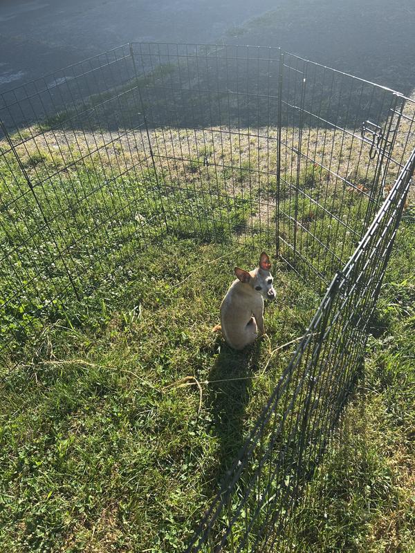 Chihuahua hanging in yard