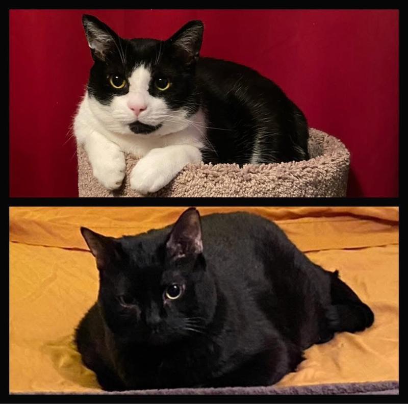 Apollo & Toothless love this litter!