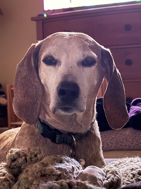 Nutramax Denamarin with S-Adenosylmethionine & Silybin Tablet Liver Supplement for Large Dogs