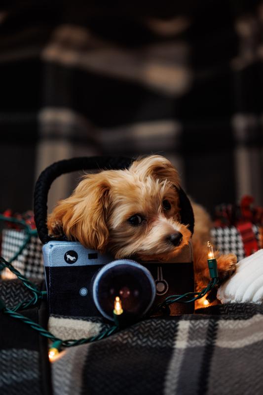2lb Maltipoo, Sikorsky!