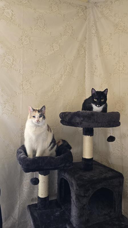 FRISCO 61-in Faux Fur Cat Tree & Condo, Dark Charcoal - Chewy.com