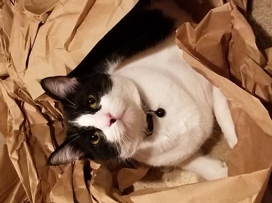 Cat #2 playing with the packing paper