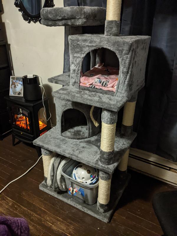 Dandelion is enjoying peeking out the window on her cat tree.