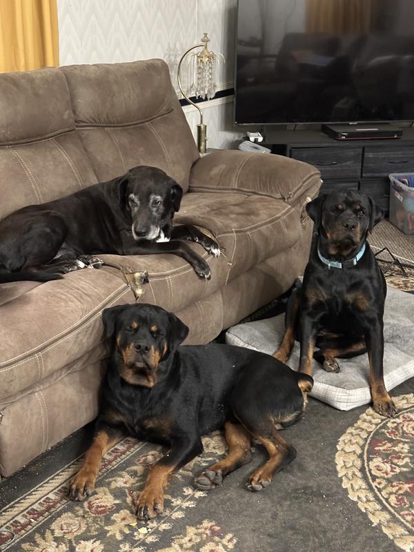 My Chewy 121/2 years old on the couch.  Menace the rottie laying down on the floor, Zena the rottie sitting down.