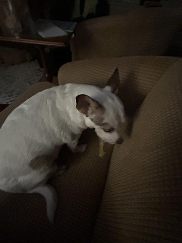 Ollie guarding his with his life!