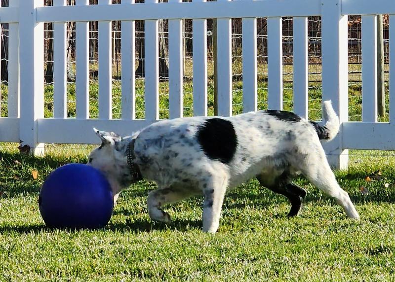 Ball For Dog Ball Energetic Herding Fun Play Pet Supplies Indestructible Toy  14