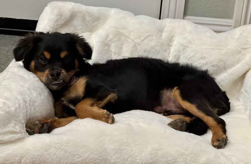 14lb puppy lounging in bed