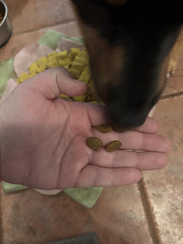 food size and hungry dog