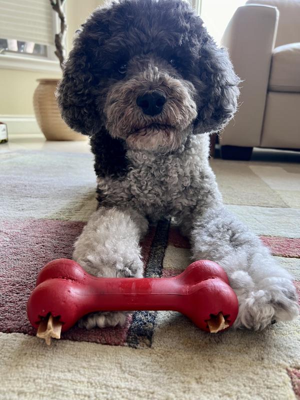 Buddy with Kong bone stuffed with Dentastix