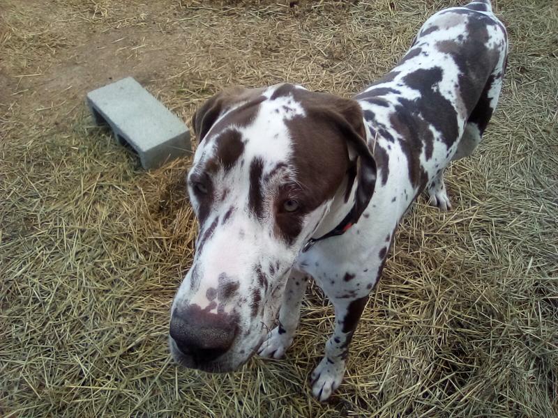 Chocolate Harlaquine Great Dane @9 1/2mons.old