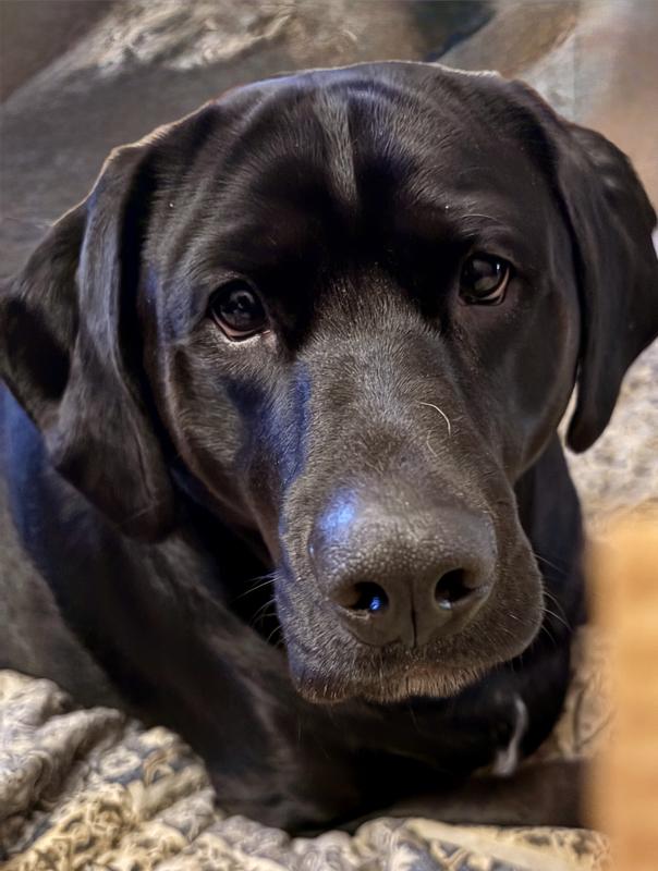 George recommends Salmon, Duck & Turkey