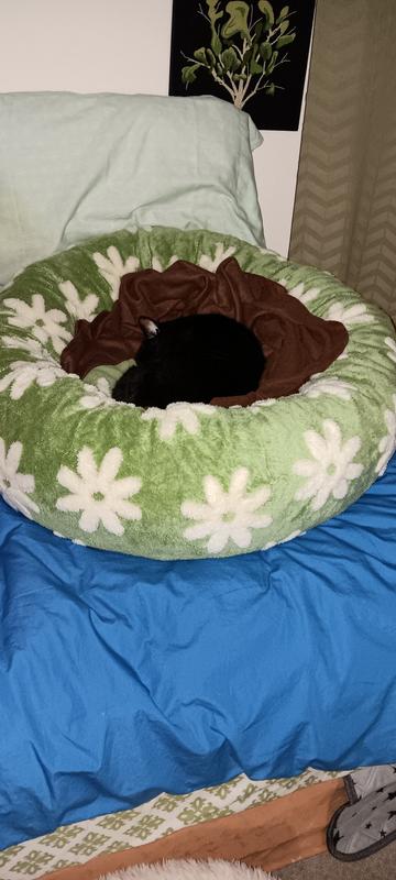 Cat's Bed Now