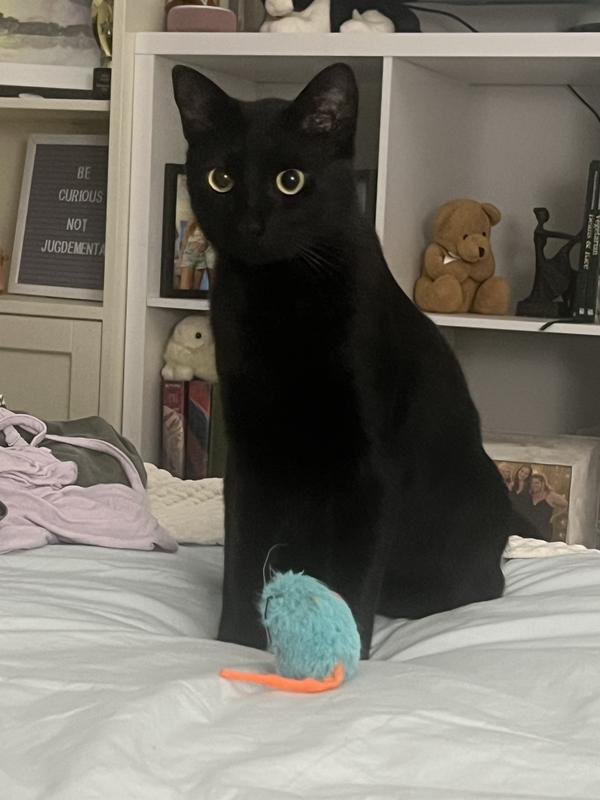 Chip and his blue mouse