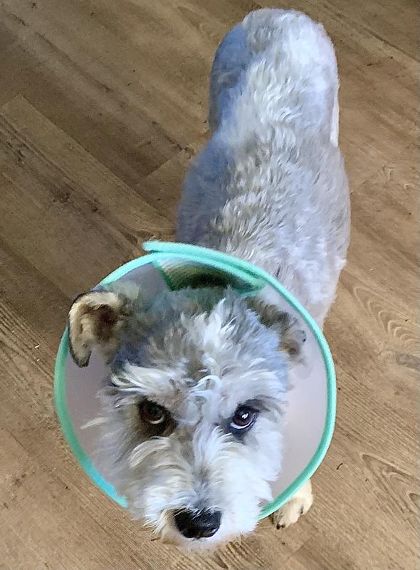 No fuss, easy-to-adjust collar!