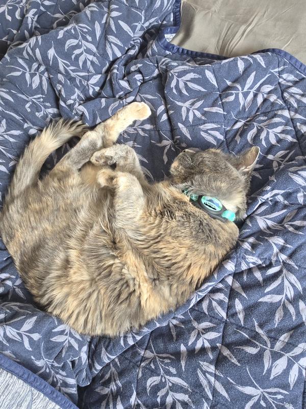 My cat has the pyrimid-shaped RFID tag for the PetSafe automatic feeder, and it's a perfect fit (a bit smaller diameter from airtag, but thicker)