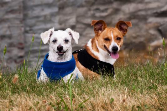 How often do you get two dogs to smile at the camera at the same time!