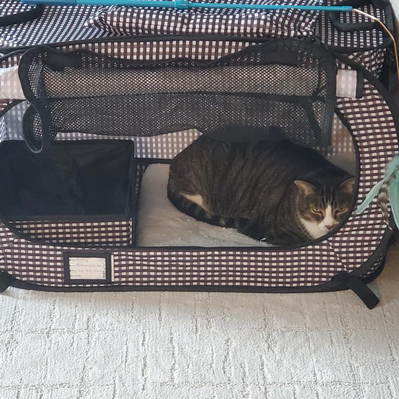 Cat carrier with outlet litter tray