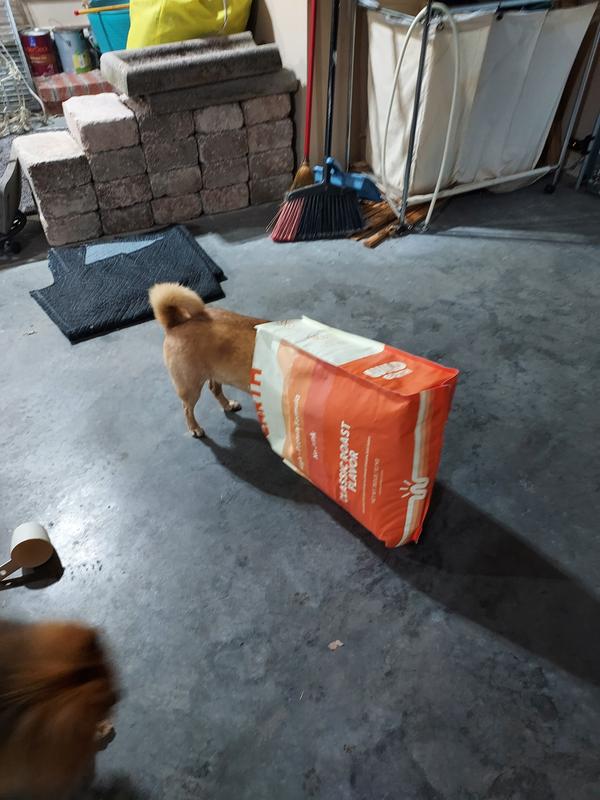 Bentley licking the bag as I transfer the kibbles to storage.