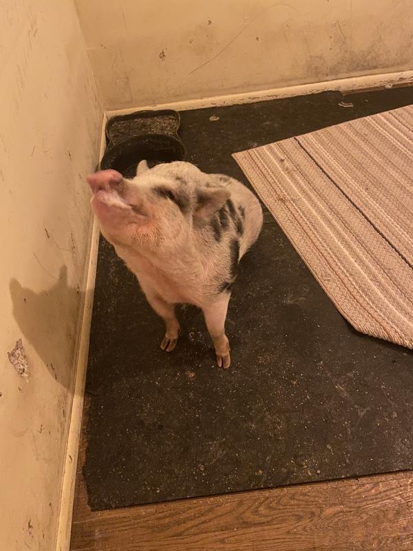 Ollie smiling after he gets his treat for dessert.