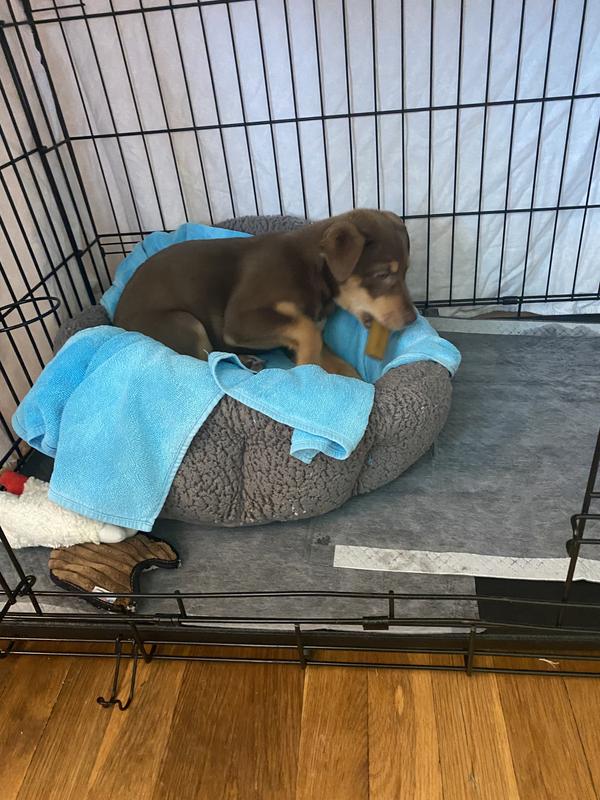 Our Puppy relaxing with her chewy!