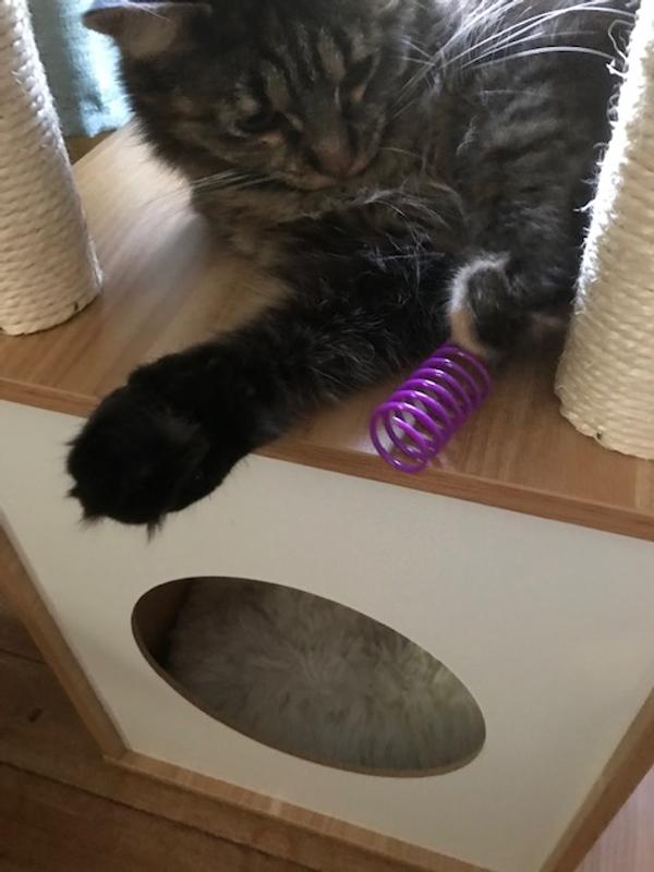 Kitsu Needs Lots of Fun Toys