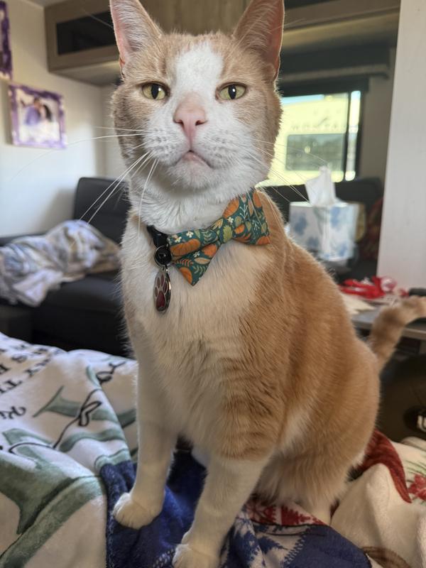 Also got a pumpkin tie