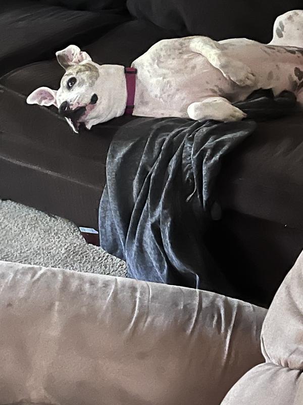 My silly Sassy !