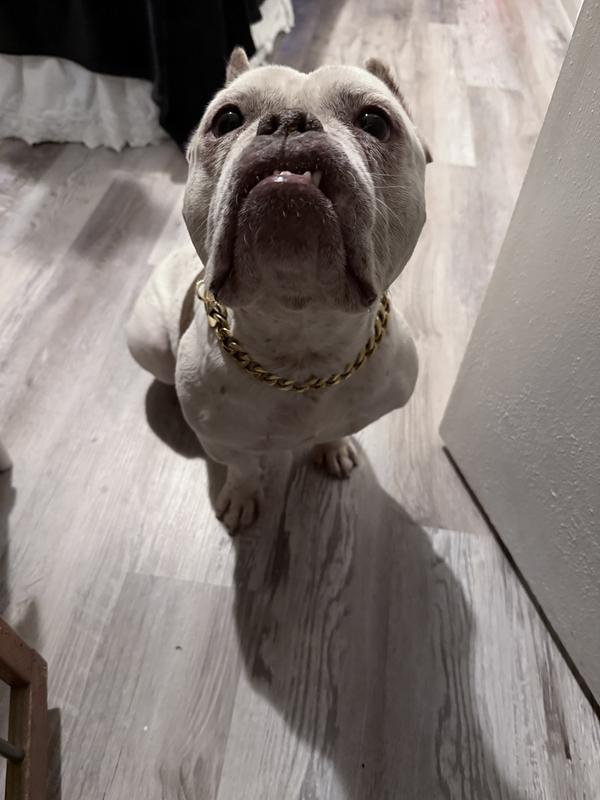 How she looks when I have one of the treats in my hand!