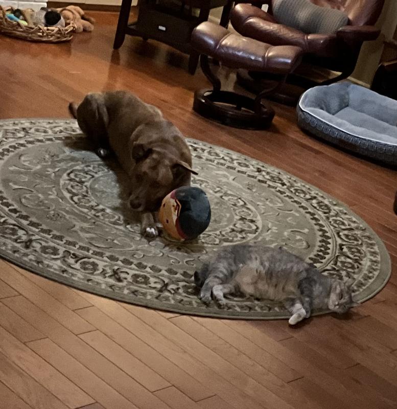Gracie and our “queen” Abby resting after romping with each other. Gracie’s paws are no longer damp from chewing either. 😊
