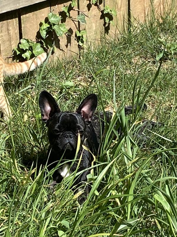 Craziest, funniest, most wonderful pet ever !!!