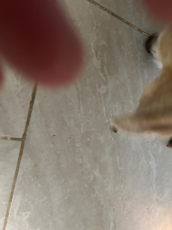 Not the best but he ate it quickly