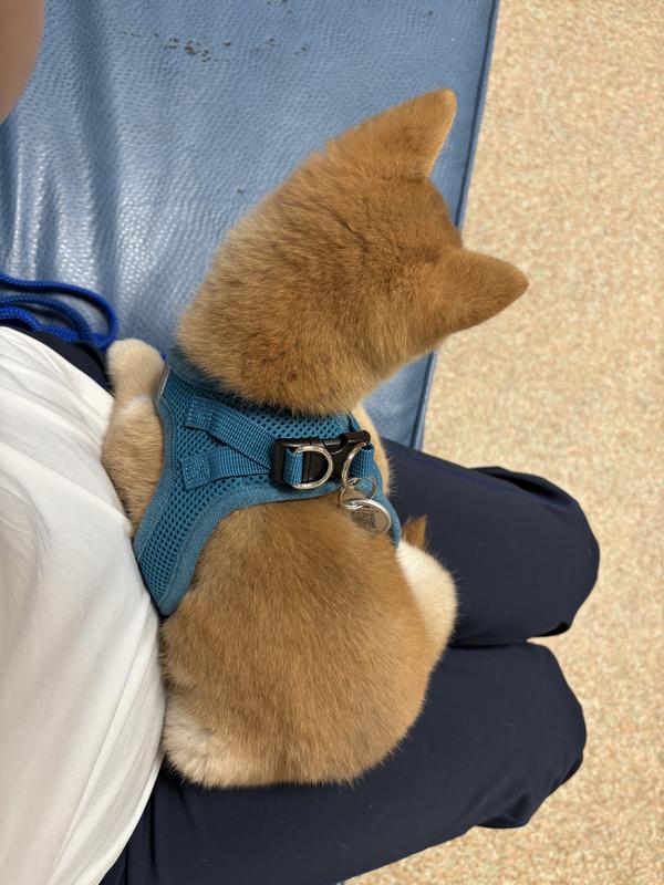 Top view of Harness