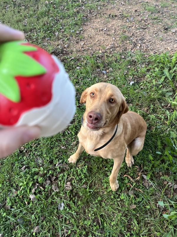 Conways first Strawberry Toy