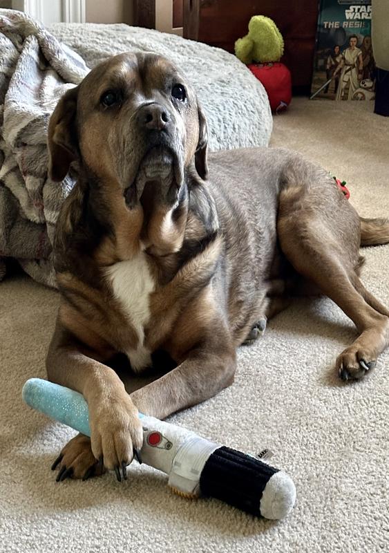 Sophie ready to play a bit after her morning VETIQ! And she ♥️s the way they taste!